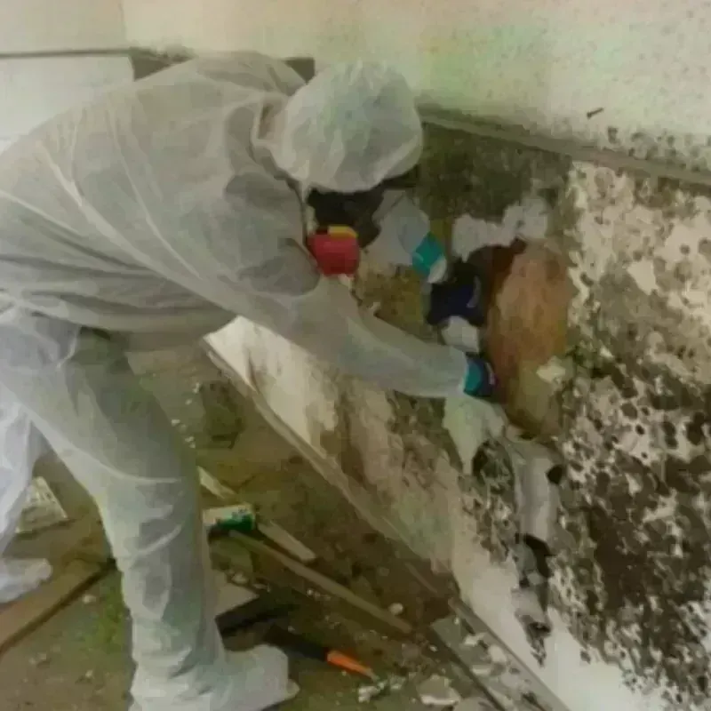 Mold Remediation and Removal in Rochester, IL